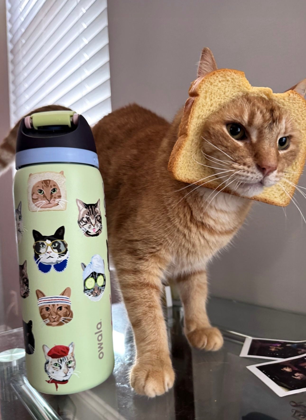 UO/ Termo Owala Cat Collage Edición Limitada